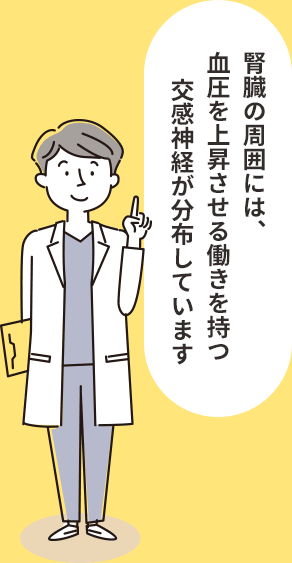 腎臓の周囲には、血圧を上昇させる働きを持つ交感神経が分布しています